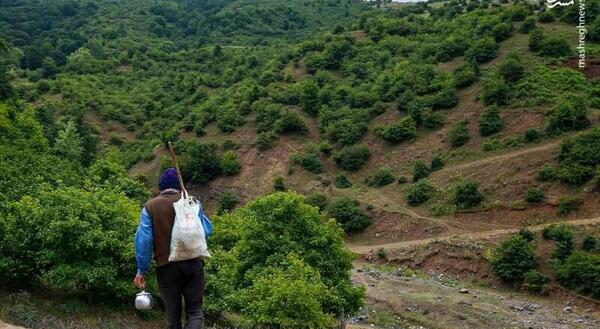 عکس مزارع چای گیلان