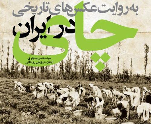 عکس مزارع چای گیلان