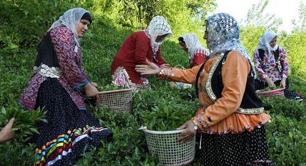 عکس مزارع چای گیلان
