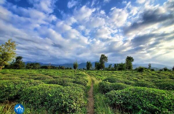 عکس مزارع چای گیلان
