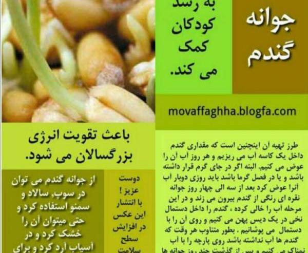 عکس آرد جوانه گندم