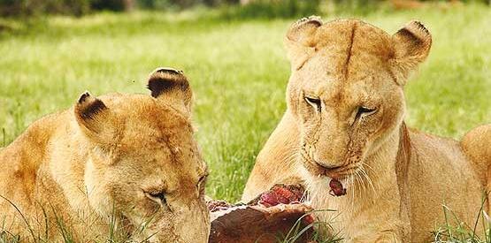 عکس از حیوانات گوشتخوار