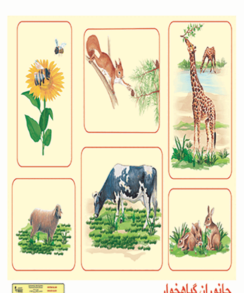 عکس از حیوانات گوشتخوار