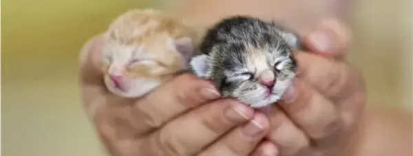 عکس بچه گربه طبیعی