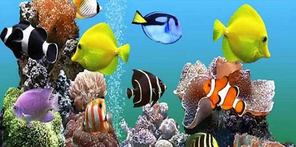 عکس حیوانات آبزی واقعی