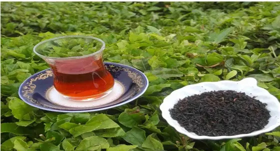 عکس چای رفاه لاهیجان