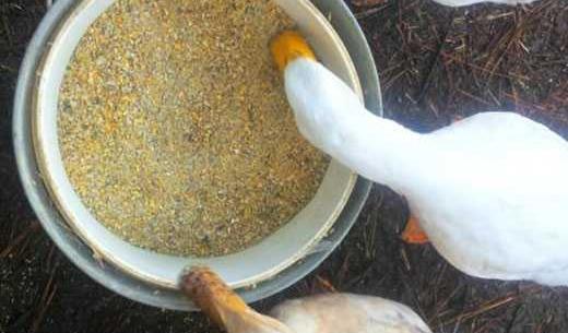 عکس غذای جوجه اردک