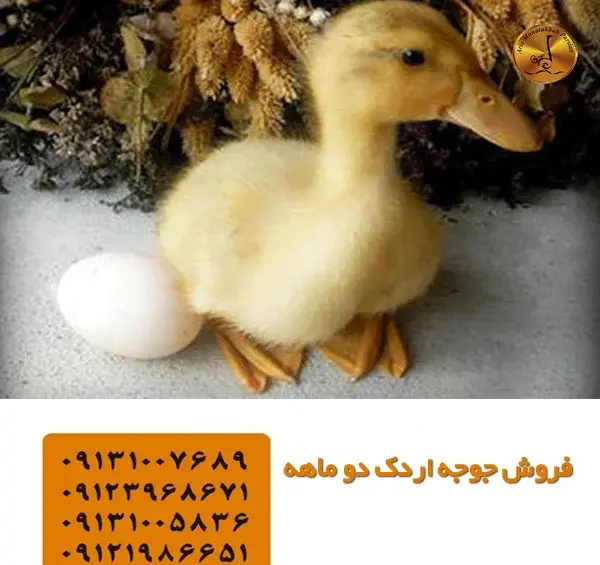 عکس غذای جوجه اردک