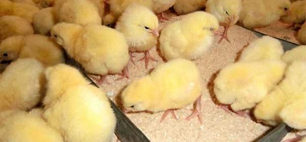 عکس غذای جوجه اردک
