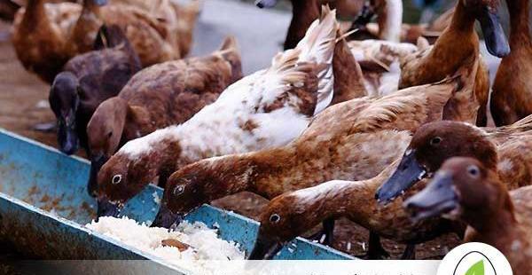 عکس غذای جوجه اردک