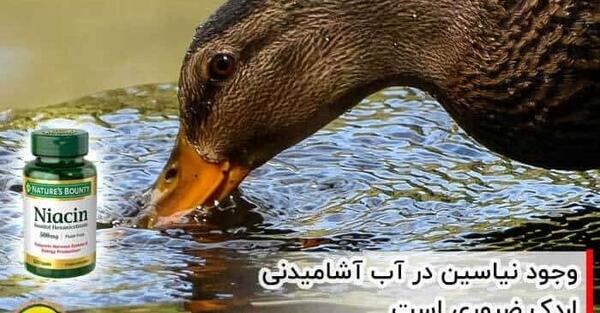 عکس غذای جوجه اردک