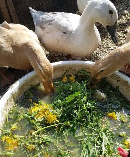 عکس غذای جوجه اردک