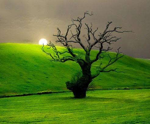 رویایی عکس پروفایل طبیعت
