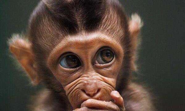 عکس های زیباترین حیوانات