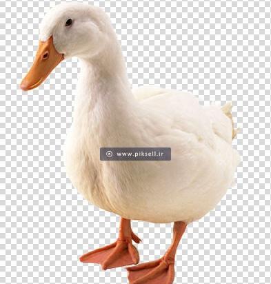 عکس جوجه اردک سفید