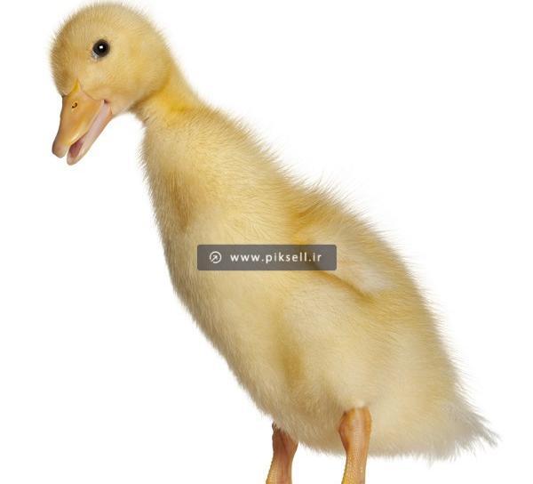 عکس جوجه اردک سفید