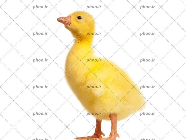 عکس جوجه اردک سفید