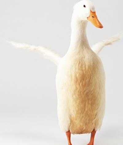 عکس جوجه اردک سفید