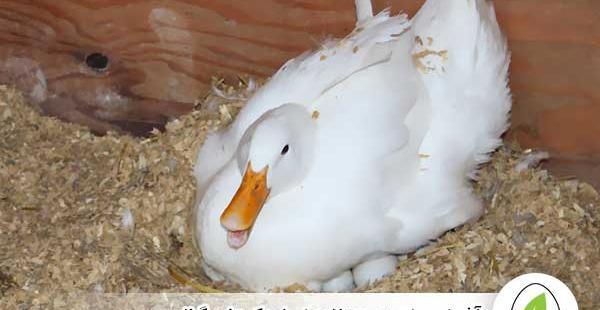 عکس جوجه اردک سفید