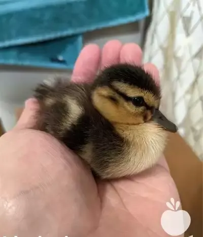 عکس جوجه اردک سفید