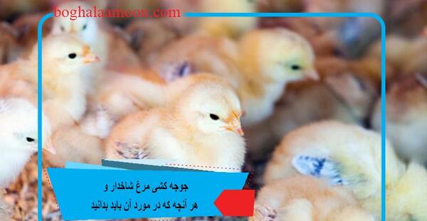 عکس جوجه مرغ شاخدار