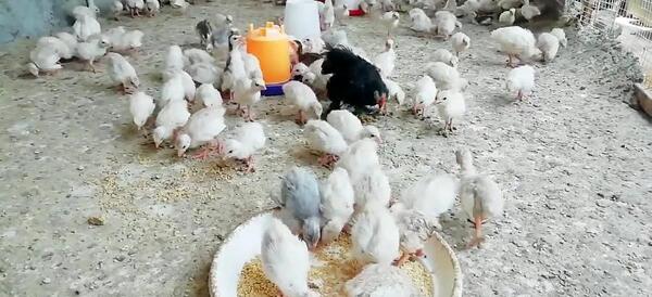 عکس جوجه مرغ شاخدار