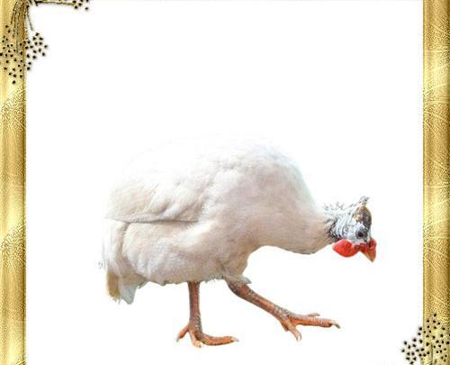 عکس جوجه مرغ شاخدار
