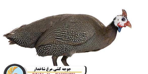 عکس جوجه مرغ شاخدار