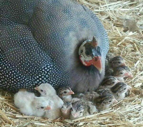 عکس جوجه مرغ شاخدار