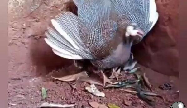 عکس جوجه مرغ شاخدار