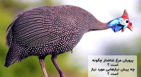 عکس جوجه مرغ شاخدار