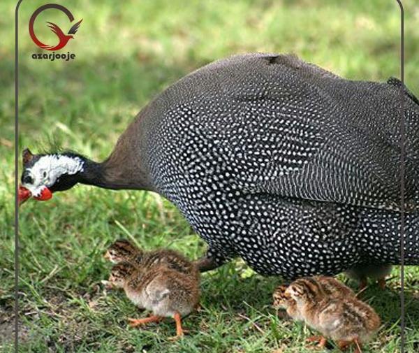 عکس جوجه مرغ شاخدار