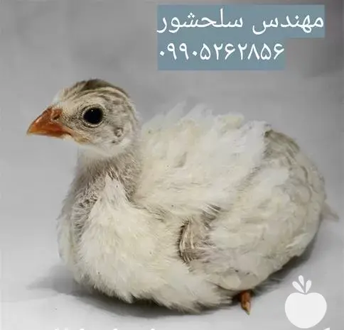 عکس جوجه مرغ شاخدار