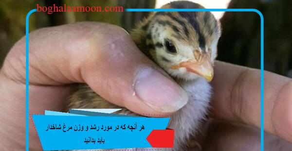 عکس جوجه مرغ شاخدار