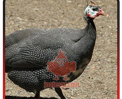 عکس جوجه مرغ شاخدار