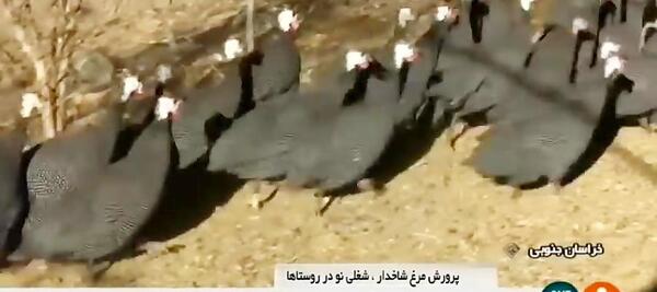 عکس جوجه مرغ شاخدار