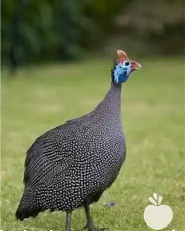 عکس جوجه مرغ شاخدار