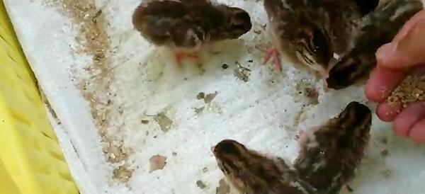 عکس جوجه مرغ شاخدار