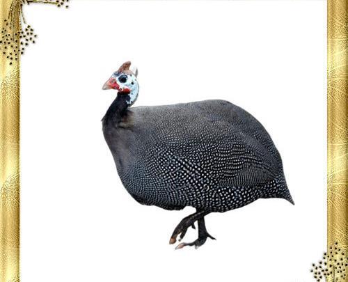 عکس جوجه مرغ شاخدار