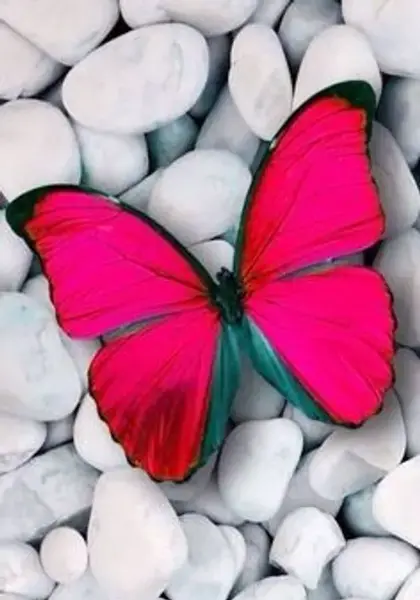 عکس تصویر زمینه پروانه صورتی