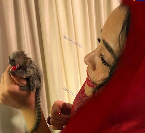 عکس حیوانات خانگی عجیب
