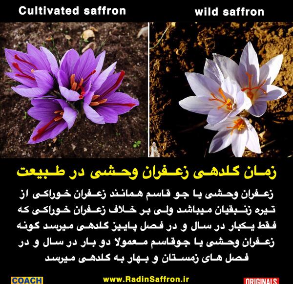 عکس گیاه جوقاسم