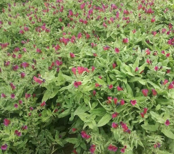 عکس گیاه جوقاسم
