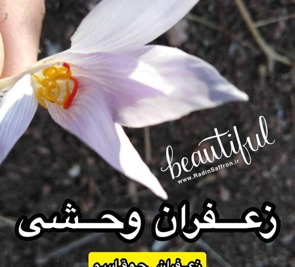 عکس گیاه جوقاسم
