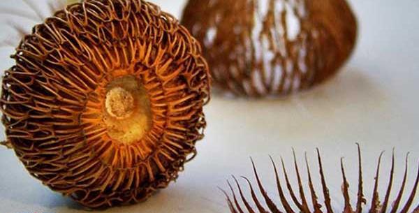 عکس گیاه جوقاسم