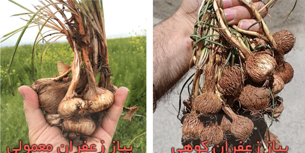 عکس گیاه جوقاسم