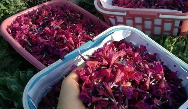 عکس گیاه جوقاسم