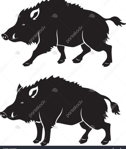عکس حیوان خوک وحشی