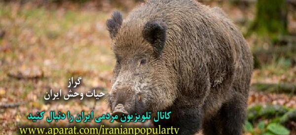 عکس حیوان خوک وحشی
