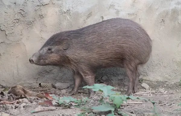 عکس حیوان خوک وحشی